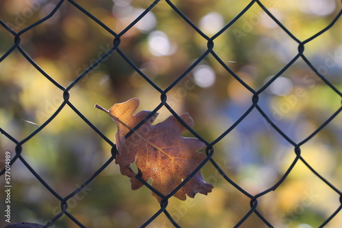 una foglia di quercia in autunno su una recinzione