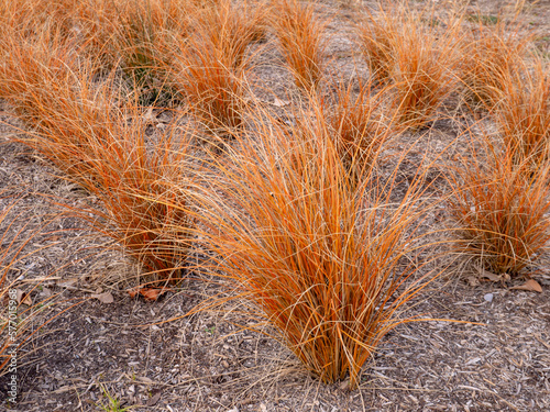 Carex comans or New Zealand hair sedge bronze form plants