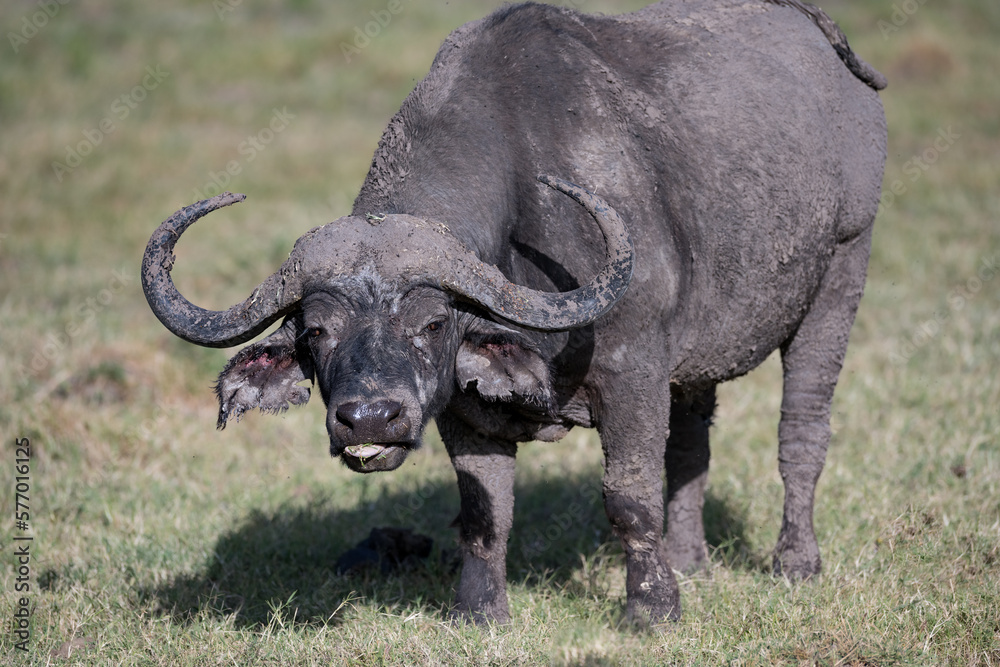 Buffalo herd in the savannah of Africa Buffalo herd in the savannah of Africa