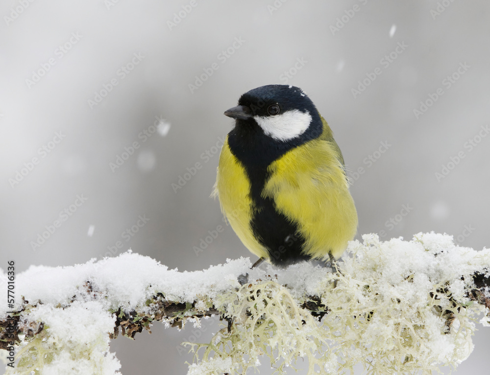 Obraz premium Great tit (Parus major) sitting on a snowy branch in sowfall in winter.