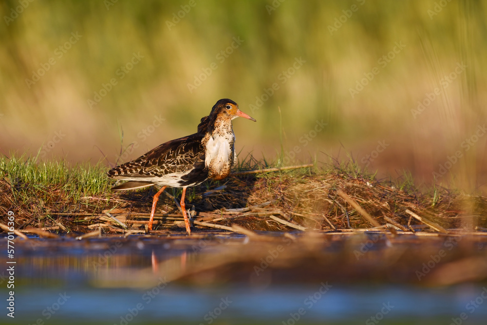 Ruff (Calidris pugnax) male in the wetlands in summer.
Ruff (Calidris pugnax) male in the wetlands in summer.