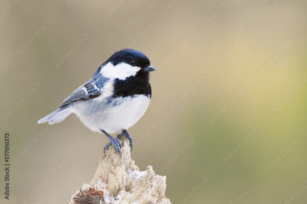 Naklejka premium Coal tit (Periparus ater) in the forest in winter. 
