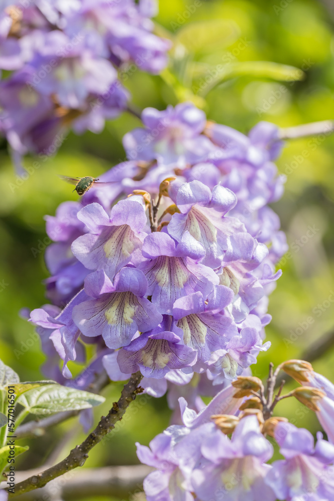 桐の花