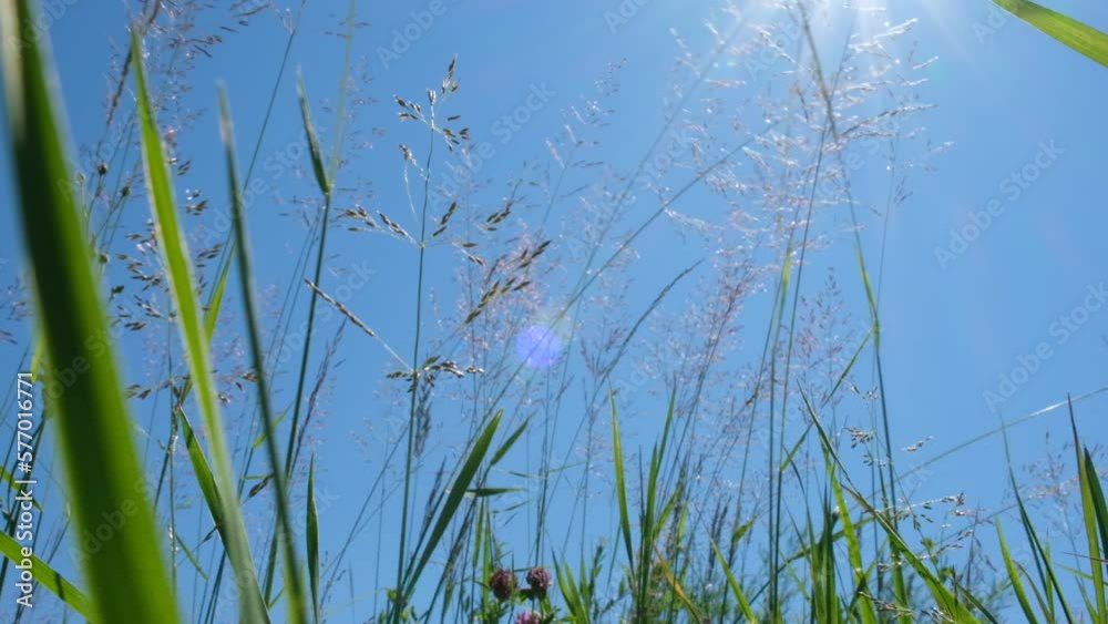 Hot summer day. Summer forest and meadow, looking up. Fresh tangled blades of grass at lawn. Natural background. summer vibes Hot summer day. Summer forest and meadow, looking up. Fresh tangled blades of grass at lawn. Natural background. summer vibes