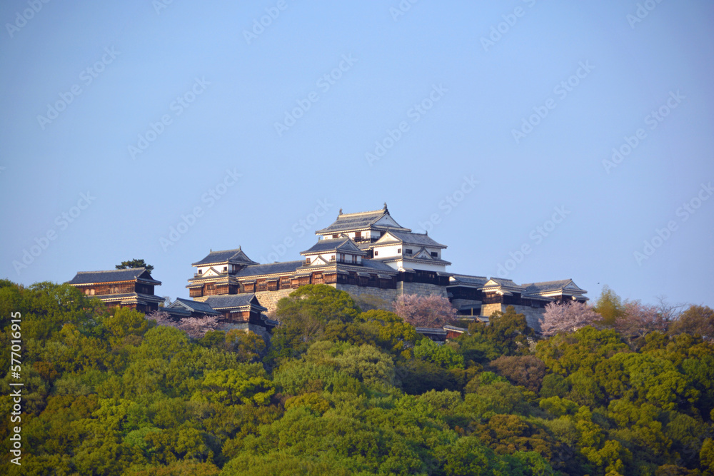 桜咲く松山城本壇を城下から遠望