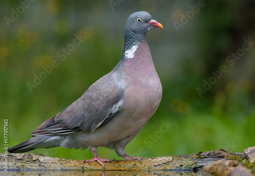 Common wood pigeon (columba palumbus) posing on a lichen branch near water pond on the ground