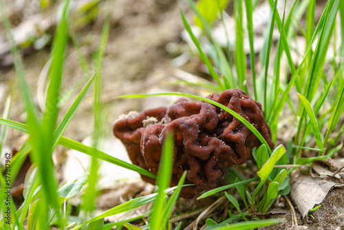 spring morel mushroom grows in the forest in the grass, an edible mushroom. High quality photo
