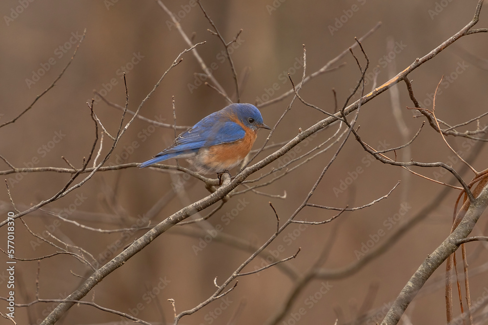 Male Eastern Bluebird perched on a tree branch Male Eastern Bluebird perched on a tree branch