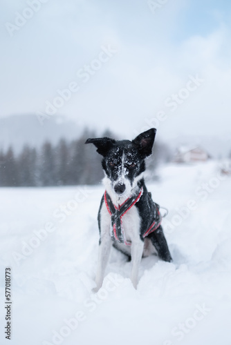 cute border collie dog sitting portrait in deep snow in winter