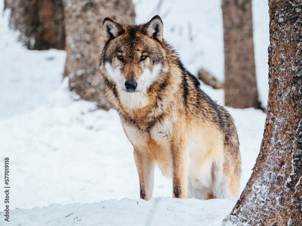 wolf in snow