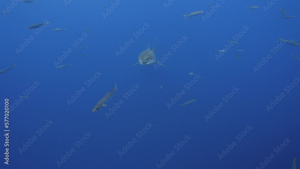 Slow motion shot of a great white shark, Carcharodon carcharias swims towards camera in clear water of Guadalupe Island, Mexico Slow motion shot of a great white shark, Carcharodon carcharias swims towards camera in clear water of Guadalupe Island, Mexico