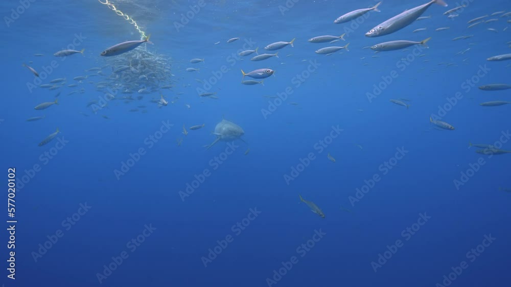 Slow motion shot of a great white shark,Carcharodon carcharias approaches and trying to catch a tuna bait in clear water of Guadalupe Island, Mexico Slow motion shot of a great white shark,Carcharodon carcharias approaches and trying to catch a tuna bait in clear water of Guadalupe Island, Mexico
