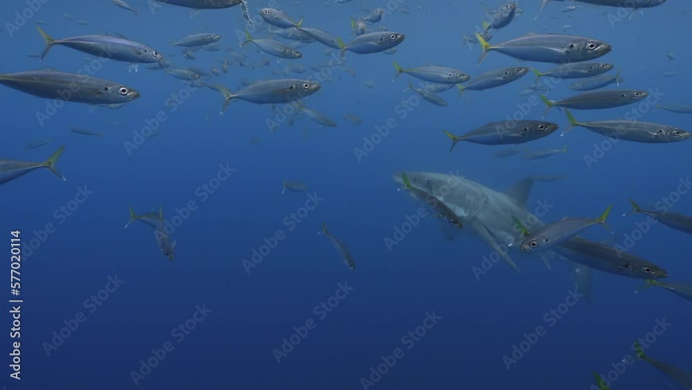 Slow motion shot of a great white shark, Carcharodon carcharias trying to catch a tuna bait in clear water of Guadalupe Island, Mexico Slow motion shot of a great white shark, Carcharodon carcharias trying to catch a tuna bait in clear water of Guadalupe Island, Mexico