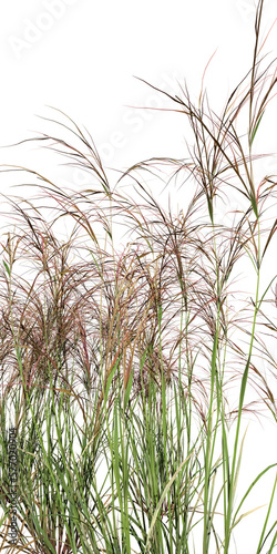tall grass isolated on transparent background