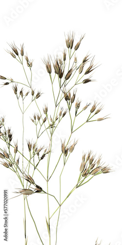 tall grass isolated on transparent background
