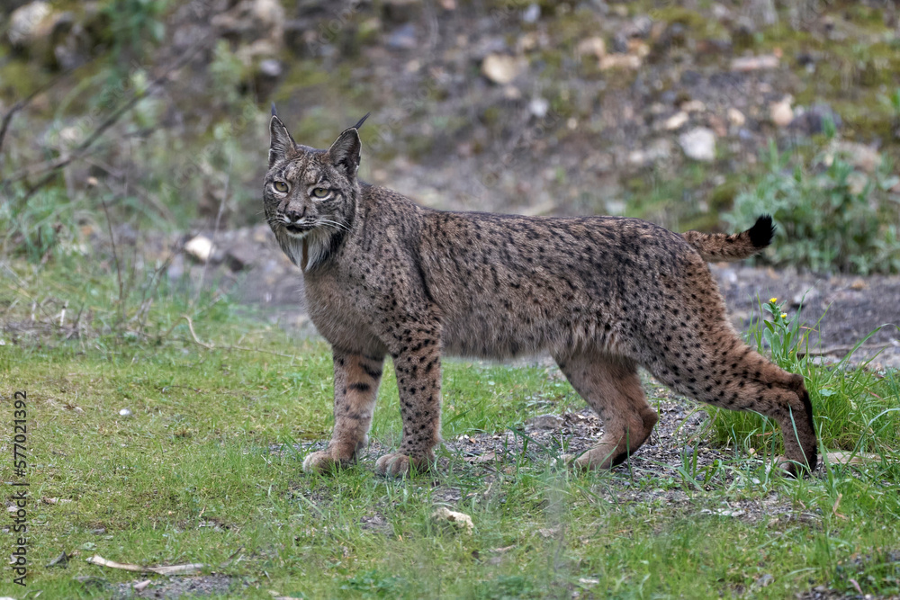 Obraz premium Beautiful portrait of a female Iberian lynx on the grass in the forest of Sierra Morena, in Jaen, Spain