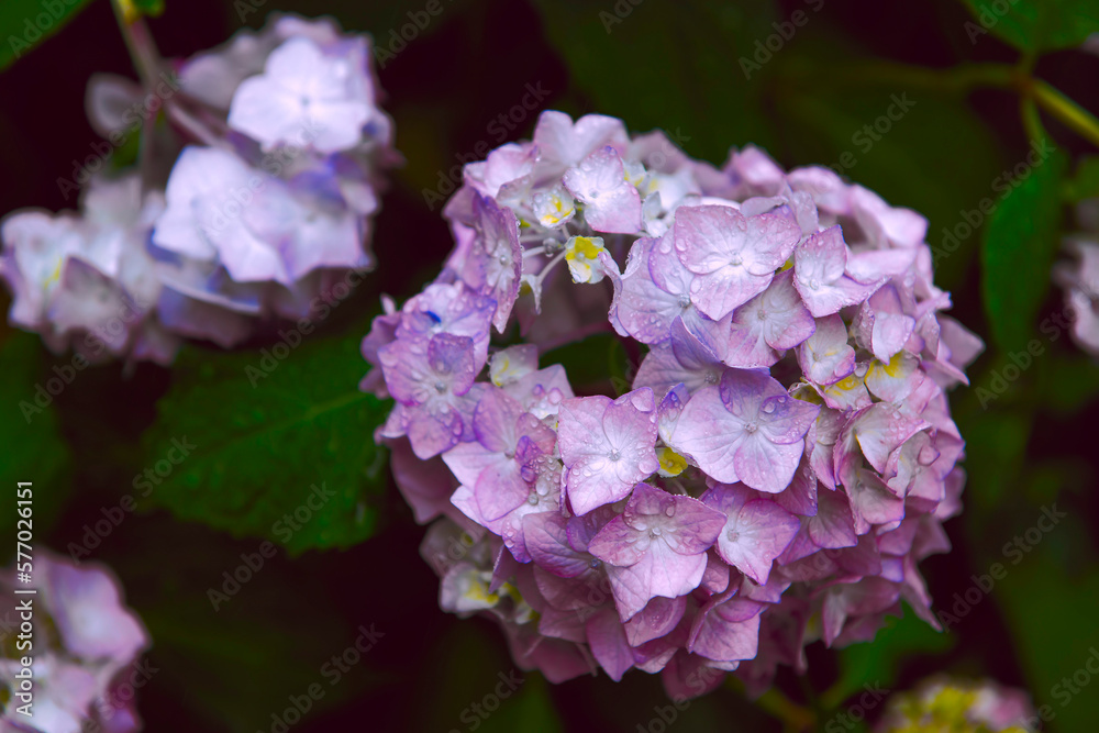 Blooming multicolored hydrangea flowers, large-leaved hydrangea, close-up of purple and yellow hydrangea flowers blooming in the garden.raindrops shimmer on the lepeski.Designer poster in the interior Blooming multicolored hydrangea flowers, large-leaved hydrangea, close-up of purple and yellow hydrangea flowers blooming in the garden.raindrops shimmer on the lepeski.Designer poster in the interior