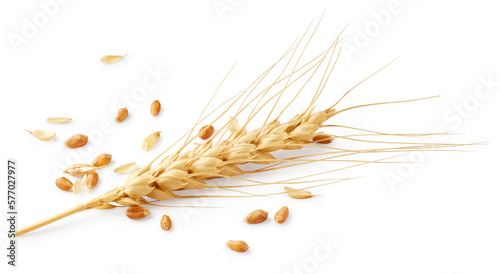 Ear of barley isolated on white background