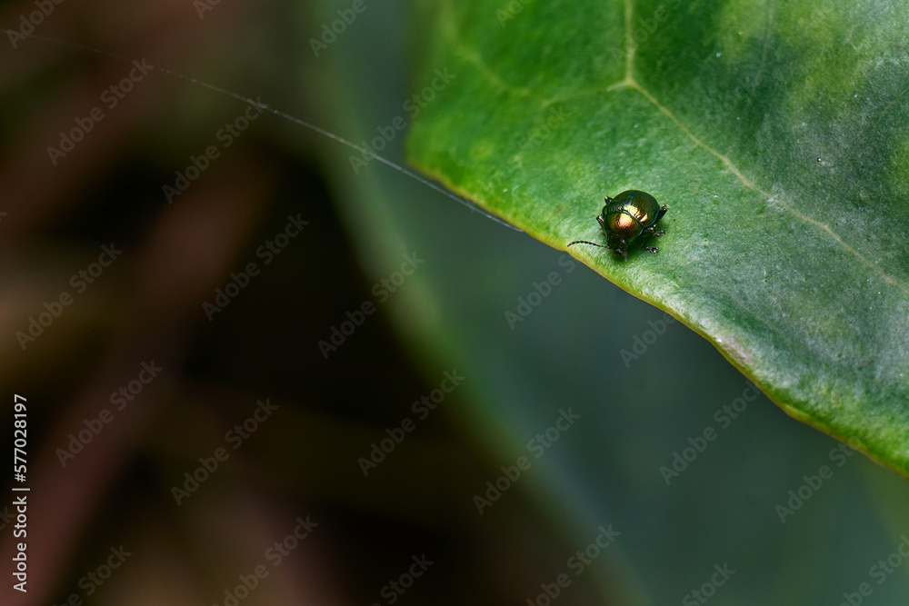 Macro Close-up of Green Emerald Beetle Macro Close-up of Green Emerald Beetle