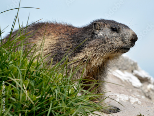 Alpine marmot (Marmota marmota) on the rock behind a tuft of grass in the French Alps, Savoie department at La Plagne