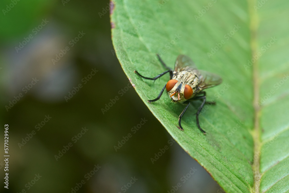 Macro Close-up of Sarcophaga Carnaria Macro Close-up of Sarcophaga Carnaria