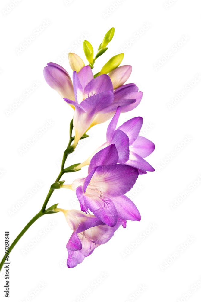 Beautiful fresh freesia flowers isolated on white. Spring delicate flower. Beautiful fresh freesia flowers isolated on white. Spring delicate flower.