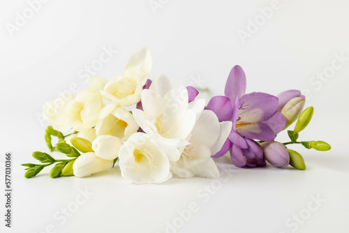 Beautiful fresh freesia flowers isolated on white. Spring delicate flower.