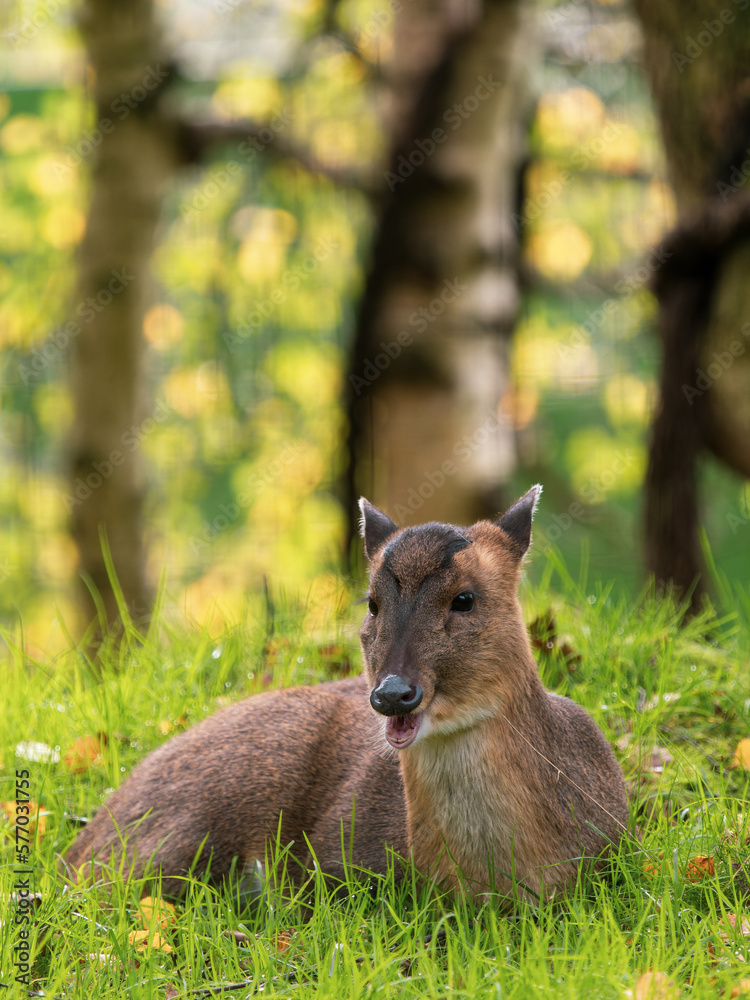 Fototapeta premium Muntjac Deer Laying Down on Grass