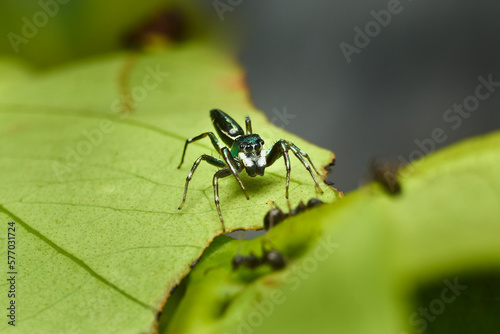 Macro Close-up of Cosmophasis Umbratica Spider © Nanda