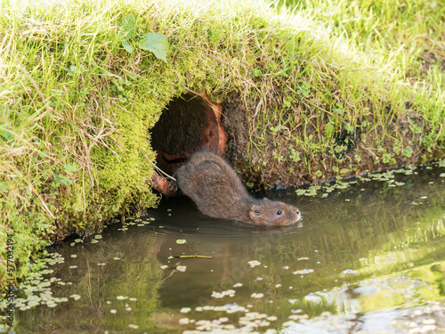 Water Vole Swimming in a Pond photo