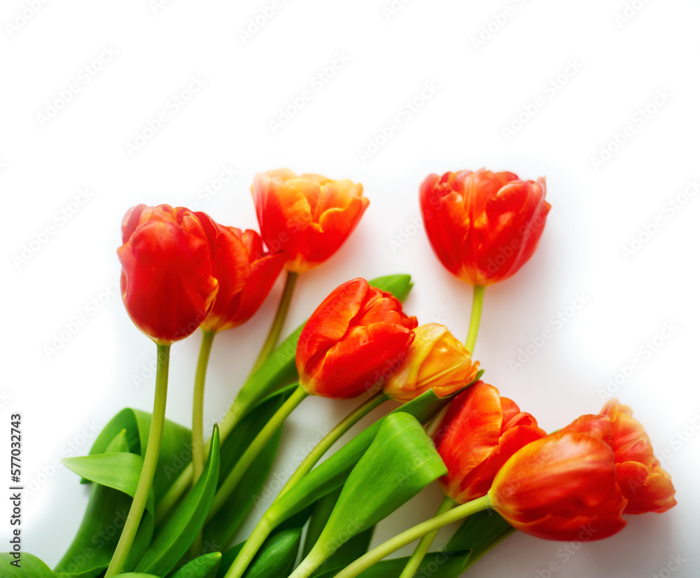 Bouquet of a beautiful red tulips on a white background Bouquet of a beautiful red tulips on a white background