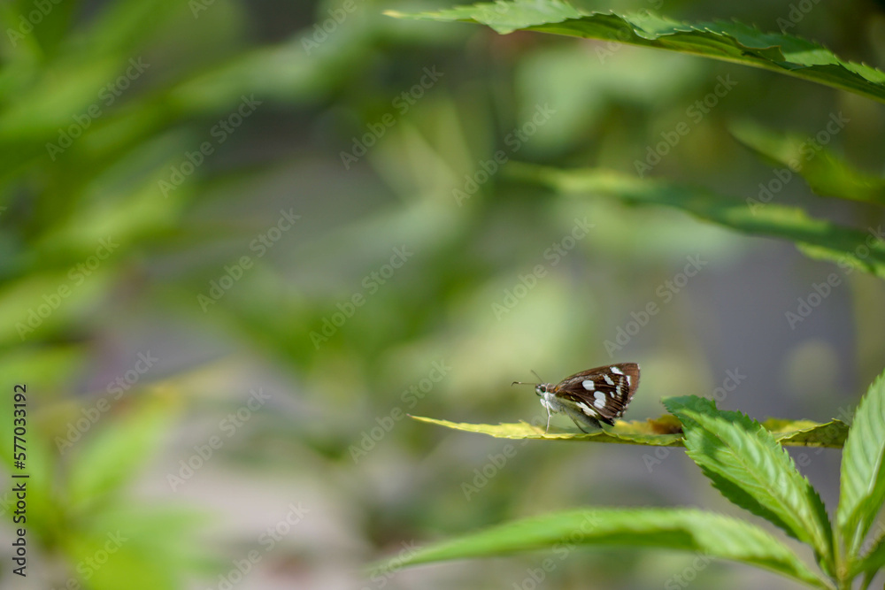 a beautiful brown butterfly with a white pattern perched on a green leaf is seen from the side close up on a blurry background a beautiful brown butterfly with a white pattern perched on a green leaf is seen from the side close up on a blurry background