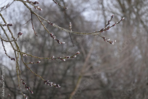 Willow branches with few bud sprouts blossom in soft calm colors in overcast spring day in the forest close up