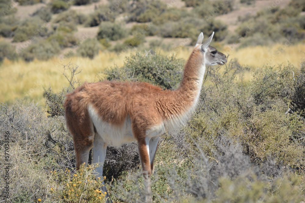 Primer plano de un guanaco en la provincia de Chubut, Argentina Primer plano de un guanaco en la provincia de Chubut, Argentina