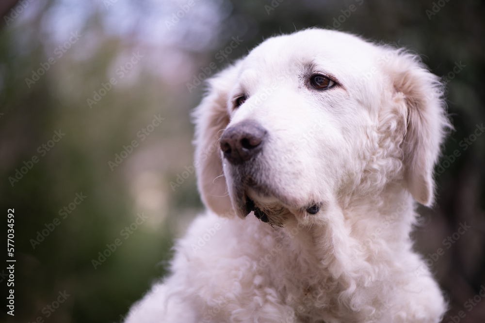 Close up portrait of a mature female Kuvasz dog with plants in the background