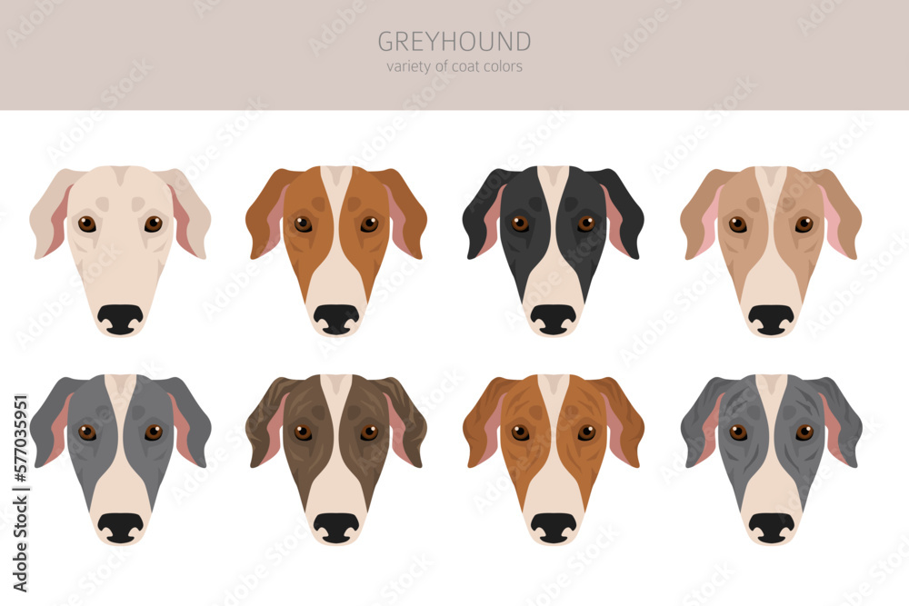 Obraz premium English greyhound clipart. Different poses, coat colors set