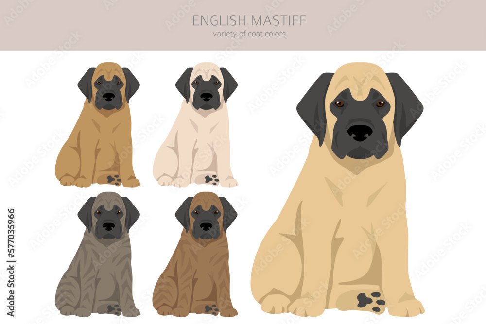 English mastiff clipart. Different poses, coat colors set