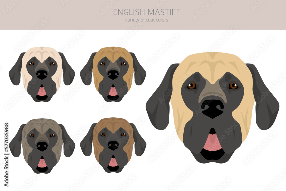 English mastiff clipart. Different poses, coat colors set