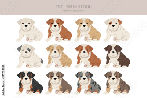 English bulldog clipart. Different poses, coat colors set