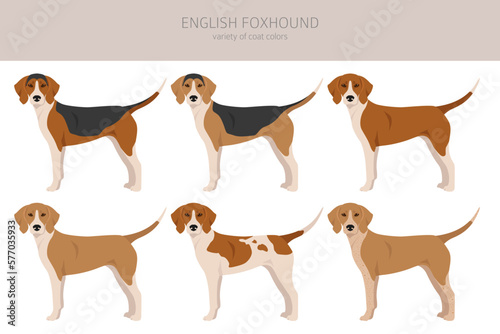 English foxhound clipart. Different poses, coat colors set