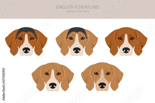 English foxhound clipart. Different poses, coat colors set