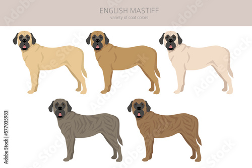 English mastiff clipart. Different poses  coat colors set