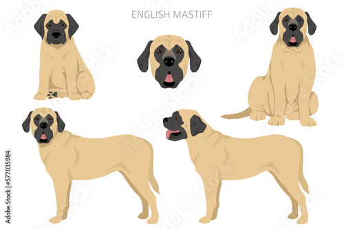 English mastiff clipart. Different poses  coat colors set