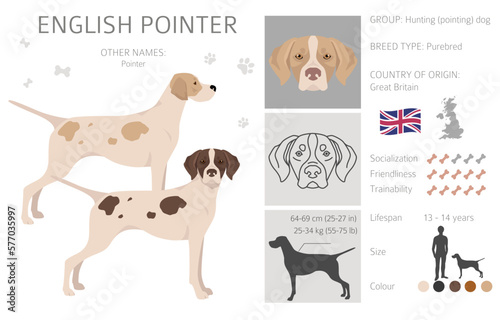 English pointer clipart. Different poses, coat colors set
