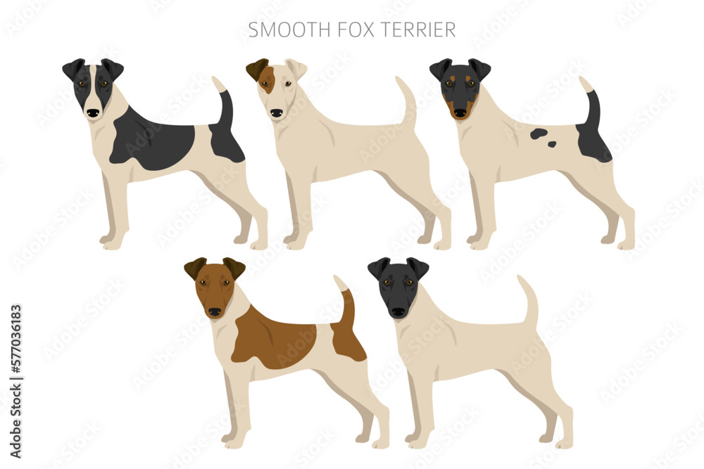 Smooth fox terrier clipart. Different poses, coat colors set