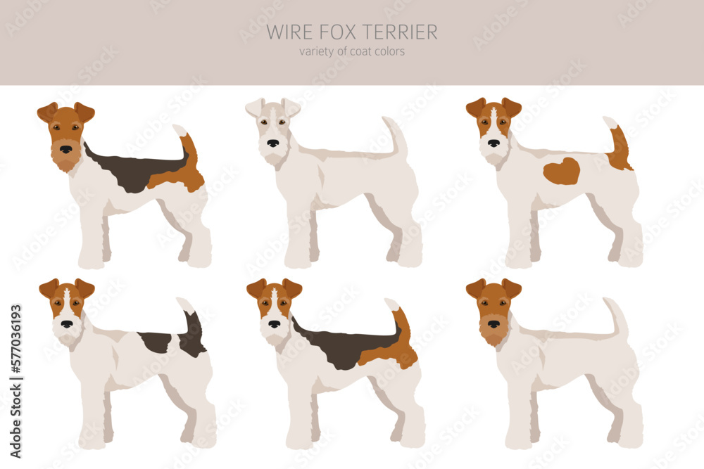 Wire fox terrier clipart. Different poses, coat colors set