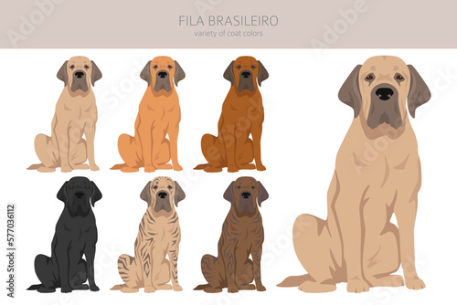 Fila Brasileiro clipart. Different poses, coat colors set photo