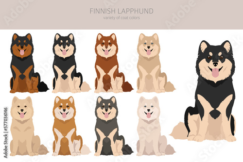 Fiinnish lapphund clipart. Different poses, coat colors set