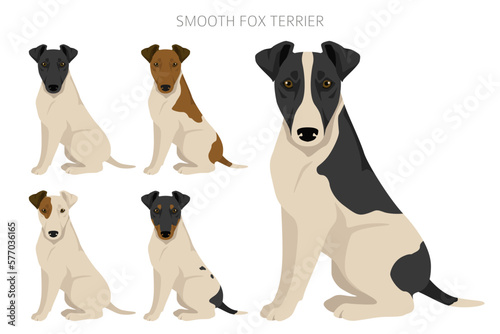 Smooth fox terrier clipart. Different poses, coat colors set
