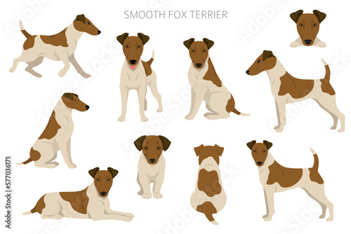 Smooth fox terrier clipart. Different poses, coat colors set